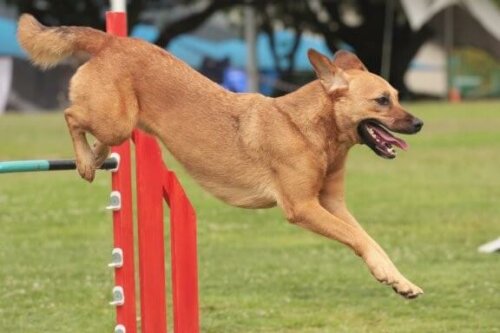 Hunde-Wettbewerb: Tipps für die richtige Vorbereitung