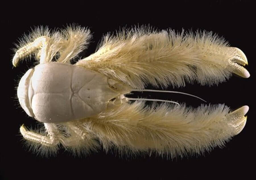 Yeti-Krabbe
