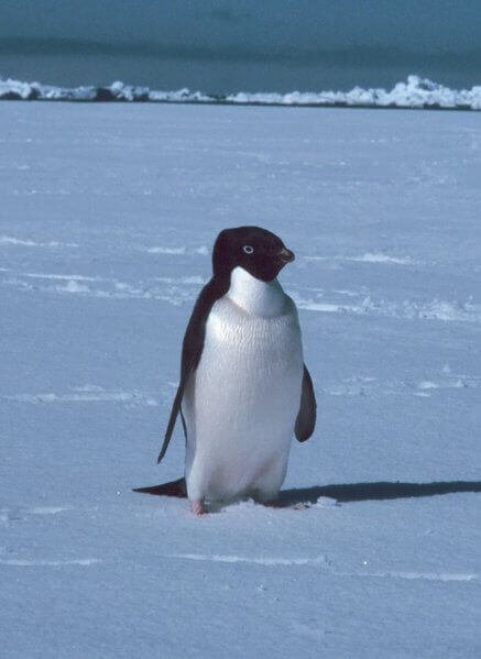 Adeliepinguin
