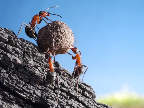 Ameisen: Kuriositäten und Erstaunliches