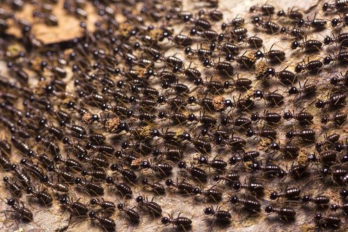 Ameisen leben in Kolonien
