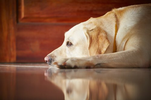 Behandlung des Coronavirus bei Hunden