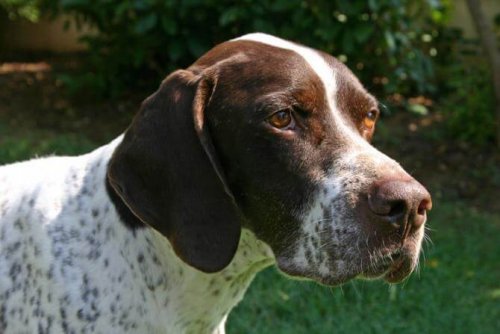 Bracken: Braque français