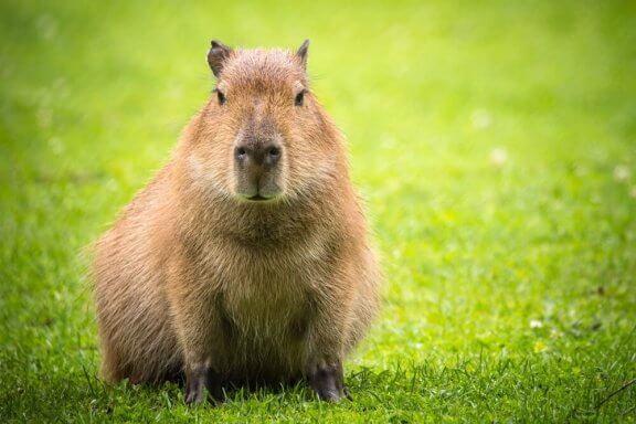 Das Capybara: Wissenswertes und Kuriositäten - Deine Tiere