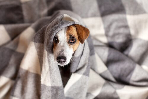 Coronavirus bei Hunden: Behandlung und Symptome