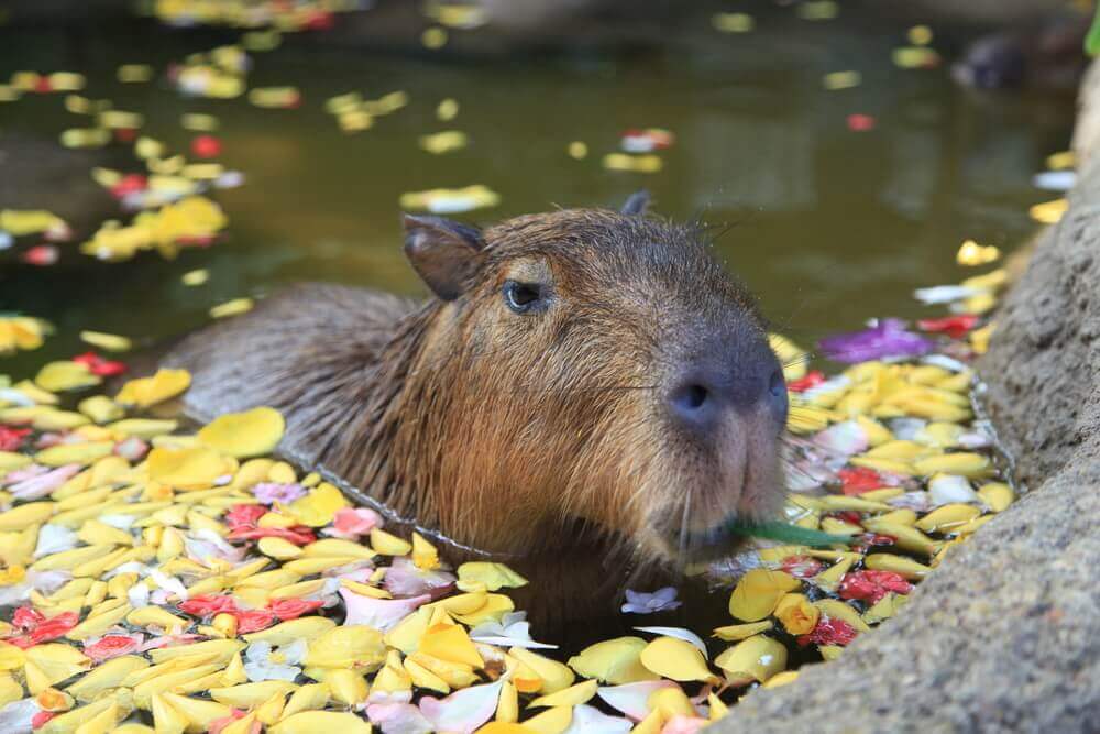 Das Capybara im Wasser