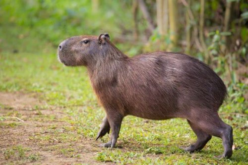 Das Capybara: Wissenswertes und Kuriositäten