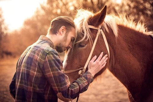 Wie erkennst du, ob dein Pferd dich liebt?