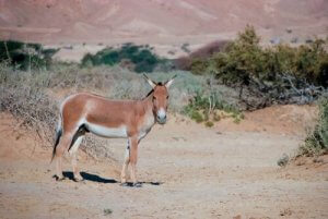 Der asiatische Wildesel: interessant und kurios