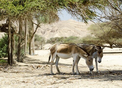 Der asiatische Wildesel als Haustier