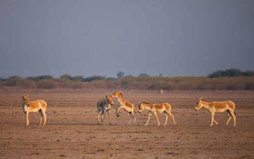 Der asiatische Wildesel ist schnell