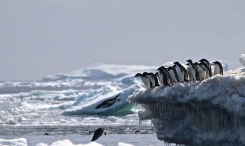 Der Pinguinfriedhof in der Antarktis