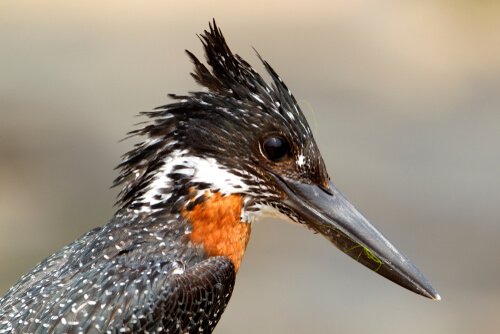 Der Riesenfischer ist ein Eisvogel aus Afrika