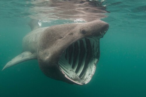 Der Riesenhai: Lebensraum und Eigenschaften
