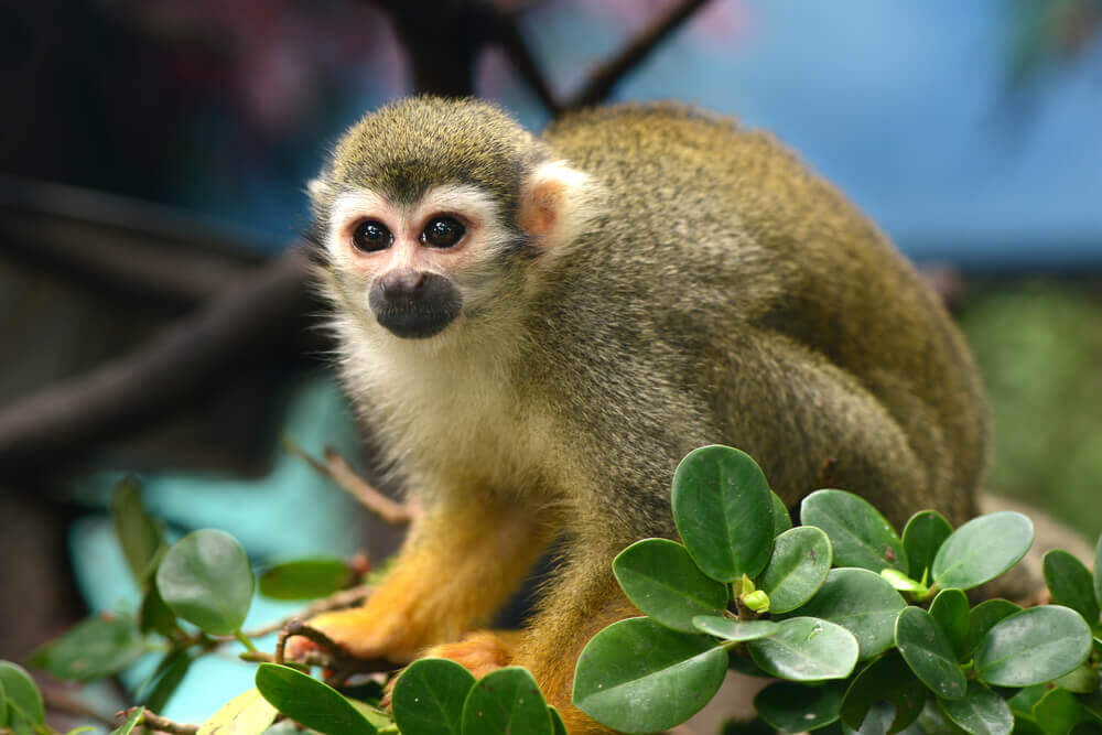 Der Totenkopfaffe: Merkmale