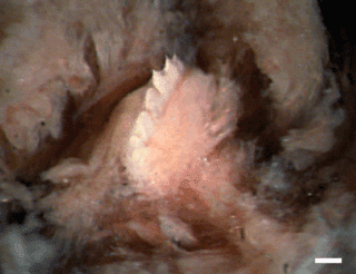 Der tyrannische König unter den Egeln