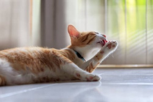 Die Katzenpflege: Bedeutung für deine Mieze