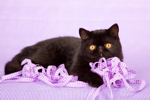 Exotische Kurzhaarkatze