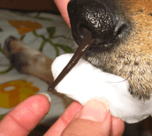 Wovon ernährt sich der Egel Tyrannobdella Rex?