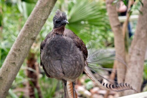 Ein Singvogel aus Australien