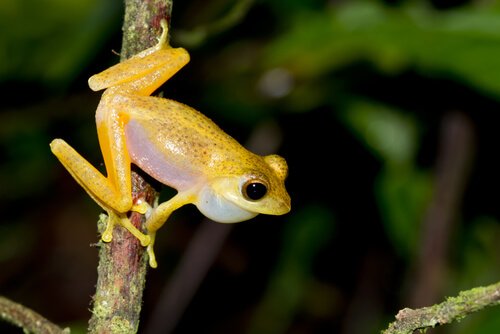 Frosch sitzt auf einem Ast