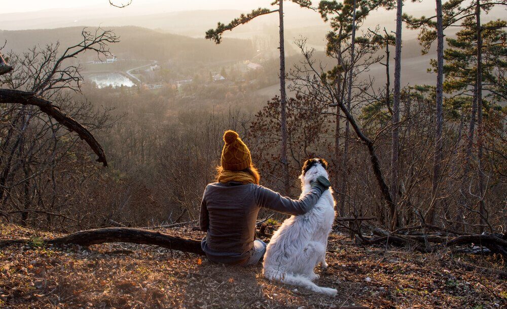 Gefahren für Hunde beim Spaziergang