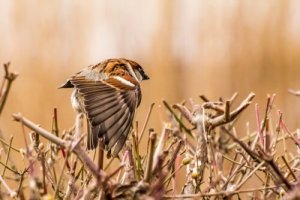 Gibt es viele Sperlinge?