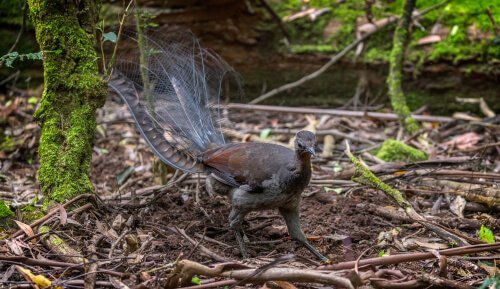 Der Singvogel in seinem natürlichen Lebensraum