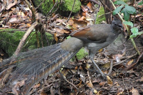 Graurücken-Leierschwanz: ein überraschender Singvogel