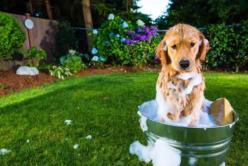 Hund in der Wanne
