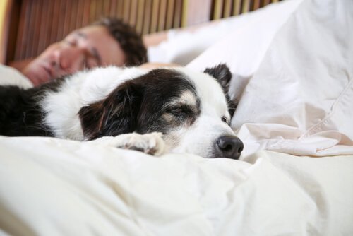 Hunde und Besitzer ähnlich verschlafen