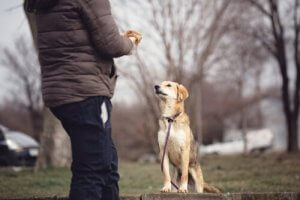 Hundepsychologie: alles, was du wissen musst