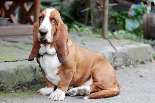 Jagdhundrasse: Basset Hound