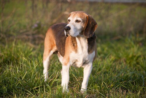 Jagdhundrasse: English Foxhound