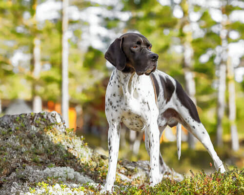 Jagdhundrasse: English Pointer