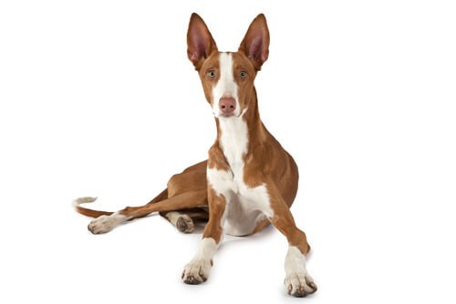 Jagdhundrasse: Podenco