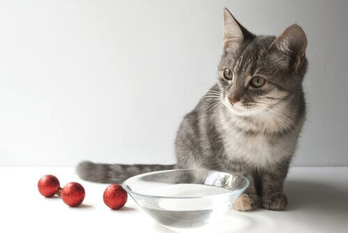 Katze abkühlen an heißen Tagen