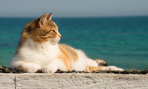 Katze abkühlen: Tipps für heiße Tage
