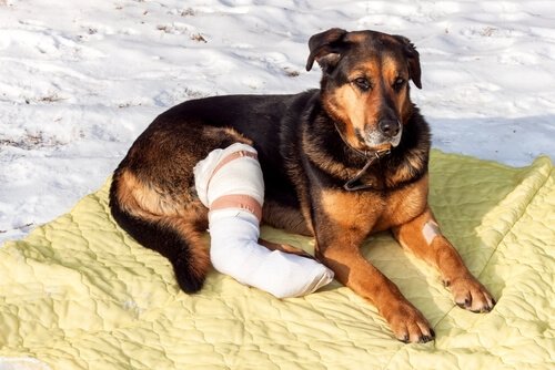 Knochenbruch ist eine Konsequenz von Unfällen bei Haustieren