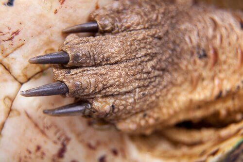 Krallen der Fransenschildkröte