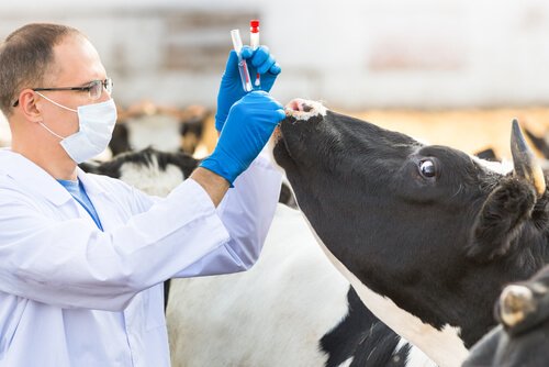 Kuh wird vom Tierarzt behandelt