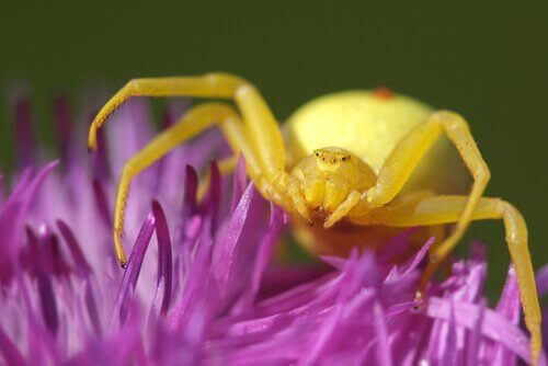Spinnen mit einem Lächeln: Misumena Vatia Spinne
