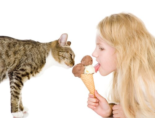 Mit Speiseeis Katze abkühlen