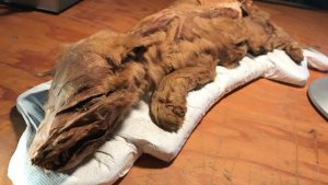 Mumie eines Wolfswelpen in Kanada entdeckt