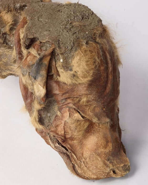 Mumie eines Wolfswelpen perfekt erhalten