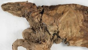 Mumie eines Wolfswelpen und eines Karibus entdeckt