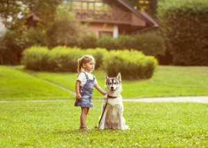 Der Orientierungssinn von Hunden