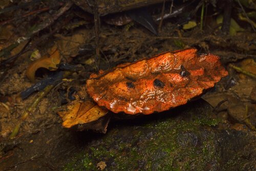 Panzer der Fransenschildkröte