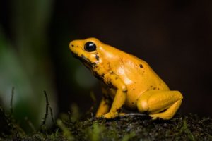 Lerne den schrecklichen Pfeilgiftfrosch kennen