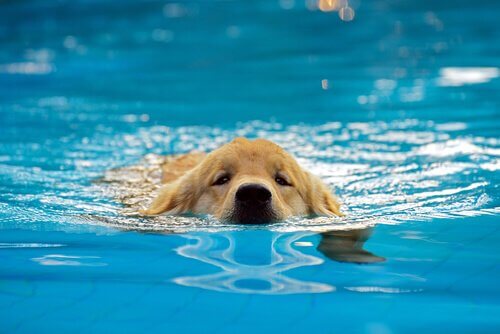 Poolspiele für Hunde - Schwimmen